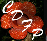 Co's Digital Flora Philippines Icon
