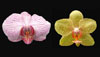 Orchid banner