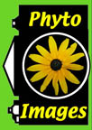 Phytoimages Icon