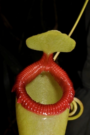 Nepenthus barcelonae