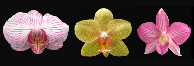 Orchids