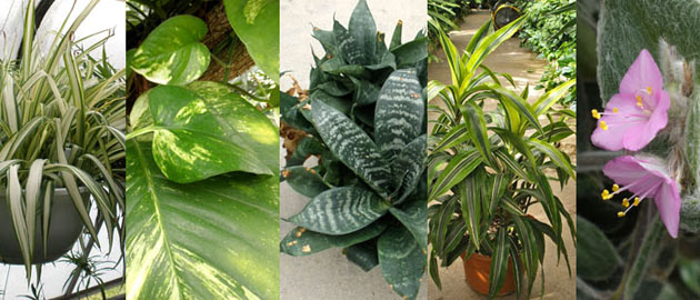 Various house plants